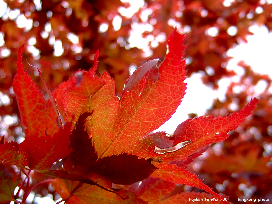 DSCF7285.JPG