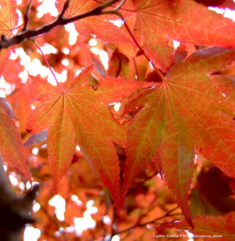 DSCF7288.JPG