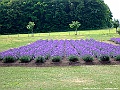 DSCF6644