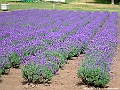 DSCF6647