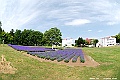 _DSC6950