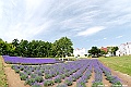 _DSC6952