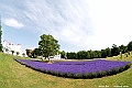 _DSC6956