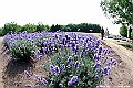 _DSC6965