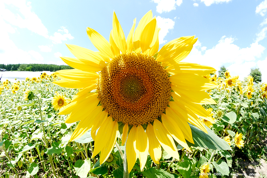 _DSC7211.JPG - Farm Tomita(富田農場), http://www.farm-tomita.co.jp/