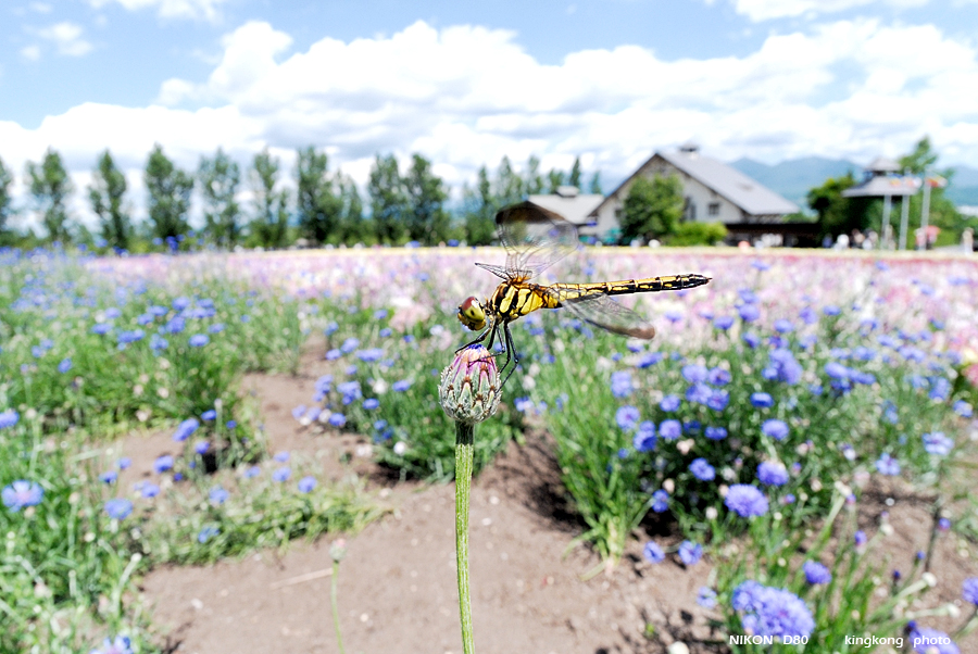 _DSC7233.JPG - Farm Tomita(富田農場), http://www.farm-tomita.co.jp/