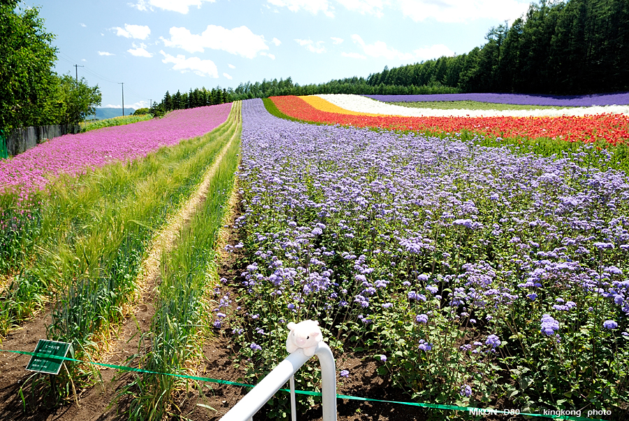 _DSC7277.JPG - Farm Tomita(富田農場), http://www.farm-tomita.co.jp/