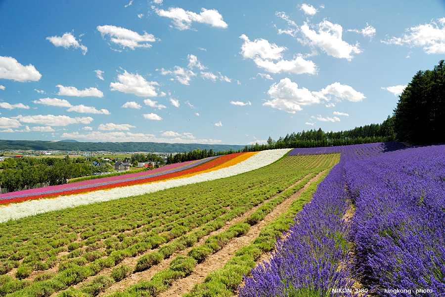 _DSC7311.JPG - Farm Tomita(富田農場), http://www.farm-tomita.co.jp/