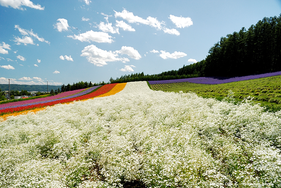 _DSC7314.JPG - Farm Tomita(富田農場), http://www.farm-tomita.co.jp/