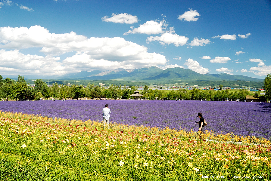 _DSC7324.JPG - Farm Tomita(富田農場), http://www.farm-tomita.co.jp/