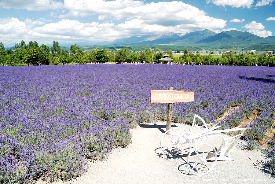 _DSC7325.JPG - Farm Tomita(富田農場), http://www.farm-tomita.co.jp/