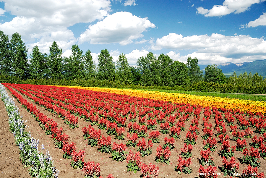 _DSC7331.JPG - Farm Tomita(富田農場), http://www.farm-tomita.co.jp/