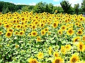 DSCF6847