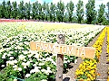 DSCF6853