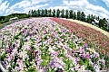 _DSC7230