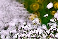 _DSC7267