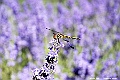 _DSC7279