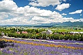 _DSC7310