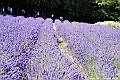_DSC7312