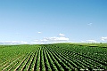 _DSC7431