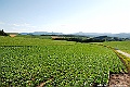 _DSC7441