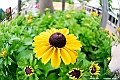 _DSC7915