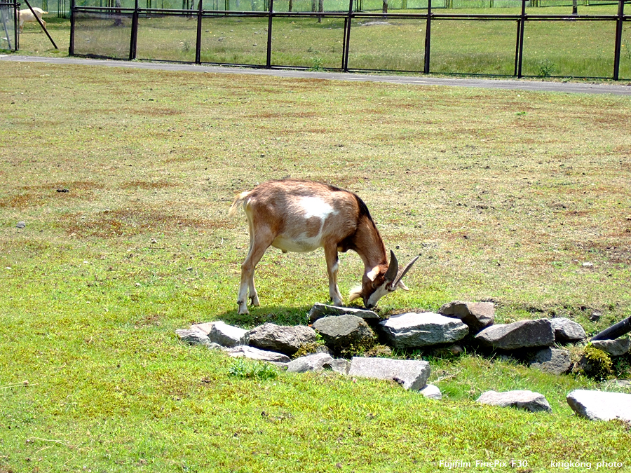 DSCF7267.jpg - 大沼公園, http://www.onuma-guide.com/