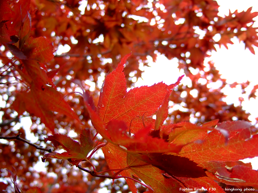 DSCF7275.jpg - 大沼公園紅葉, http://www.onuma-guide.com/