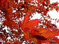 DSCF7275