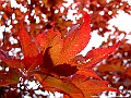 DSCF7285