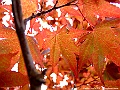 DSCF7288
