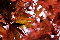 _DSC8689