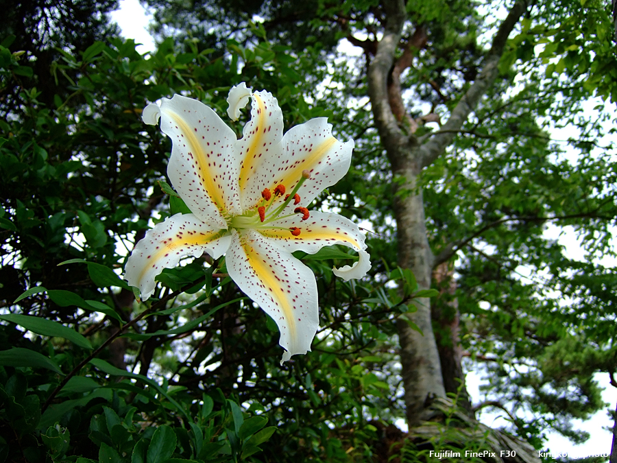 DSCF7520.jpg - 松島海岸, http://www.matsushima-kanko.com/