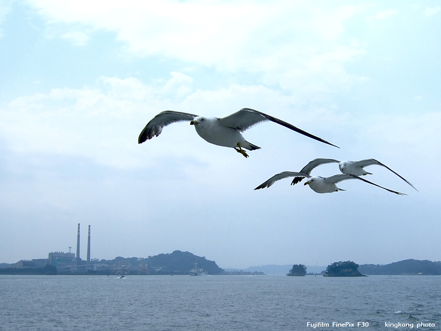 DSCF7561.jpg - 松島海岸, http://www.matsushima-kanko.com/