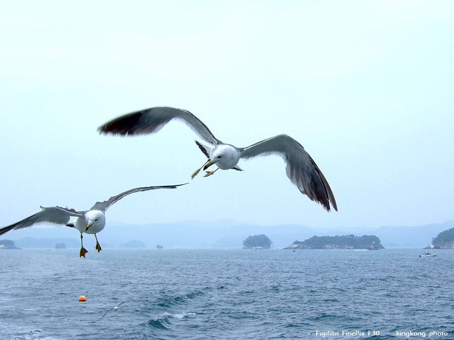 DSCF7564.jpg - 松島海岸, http://www.matsushima-kanko.com/
