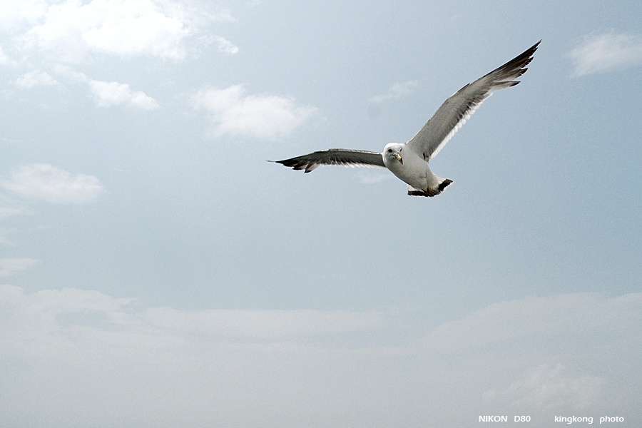_DSC8858.JPG - 松島海岸, http://www.matsushima-kanko.com/