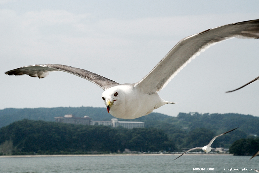 _DSC8859.JPG - 松島海岸, http://www.matsushima-kanko.com/