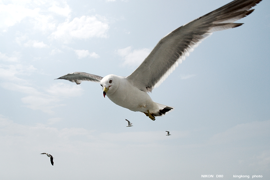 _DSC8864.JPG - 松島海岸, http://www.matsushima-kanko.com/