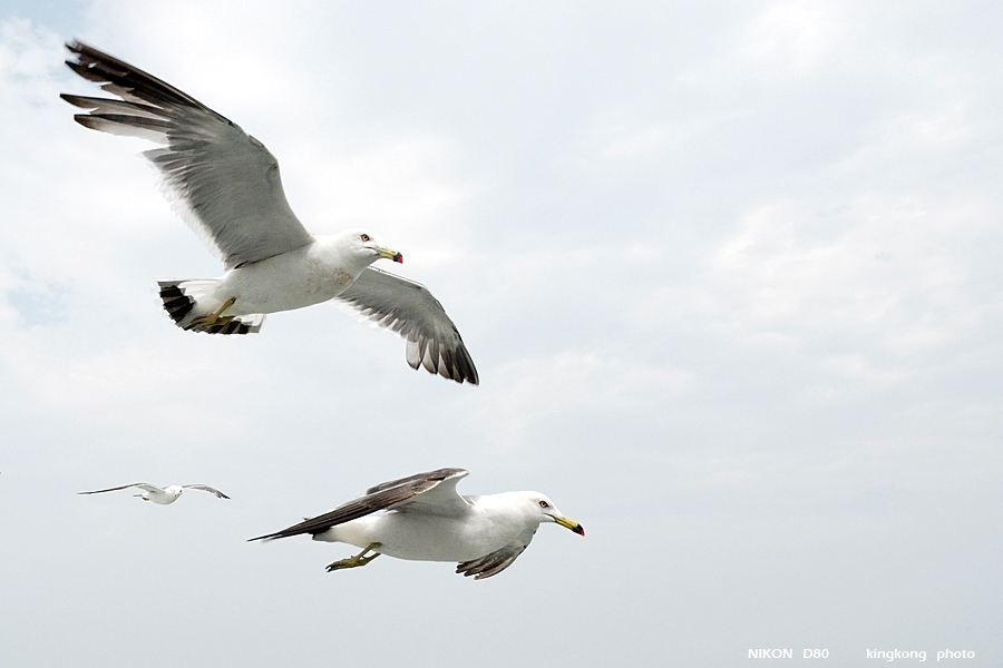 _DSC8873.JPG - 松島海岸, http://www.matsushima-kanko.com/