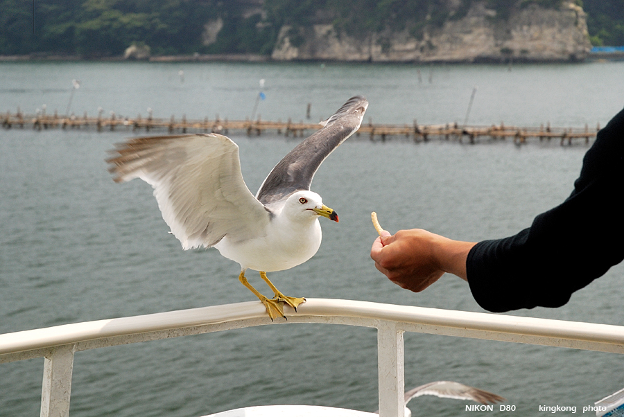 _DSC8929.JPG - 松島海岸, http://www.matsushima-kanko.com/