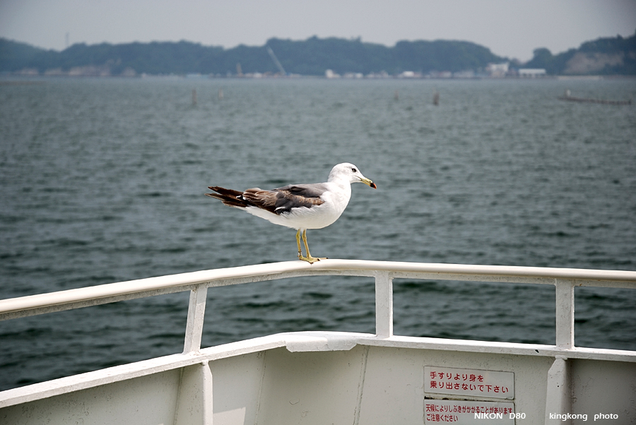 _DSC8939.JPG - 松島海岸, http://www.matsushima-kanko.com/