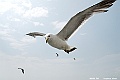 _DSC8864