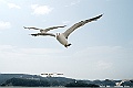 _DSC8865
