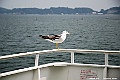 _DSC8939