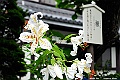 _DSC8971