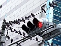 DSCF7868