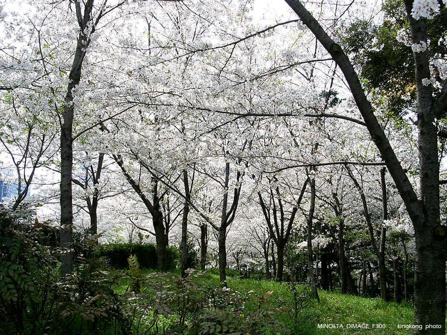 PICT1581.JPG - 大阪 - 天王寺公園