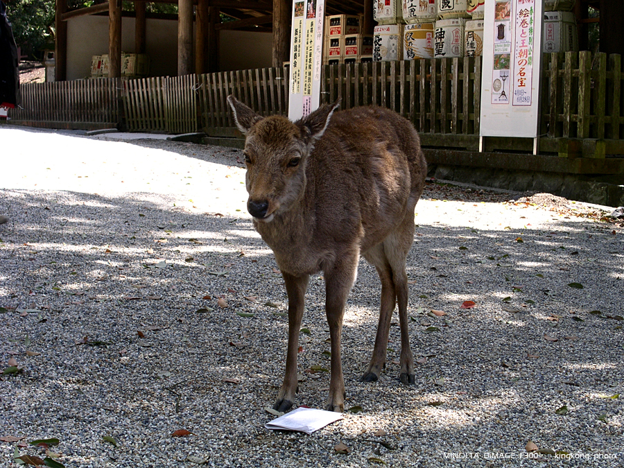 PICT1689.JPG - 奈良 - 春日大社