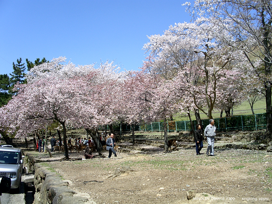 PICT1726.JPG - 奈良