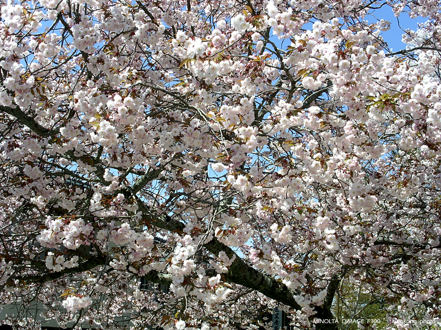 PICT1732.JPG - 奈良